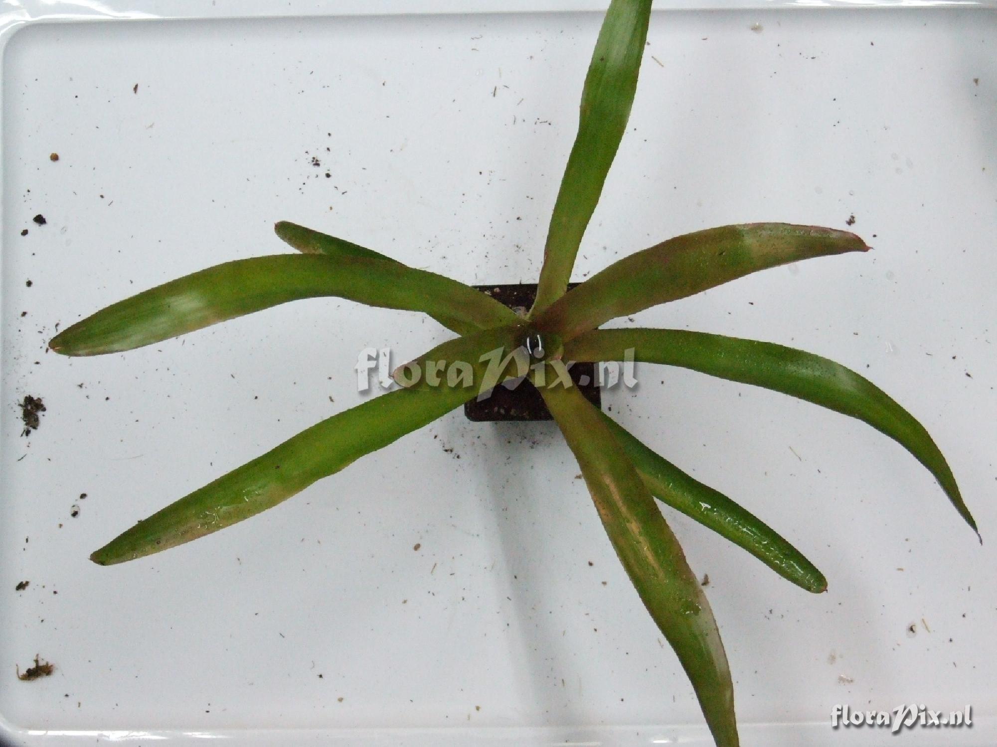 Neoregelia spec.