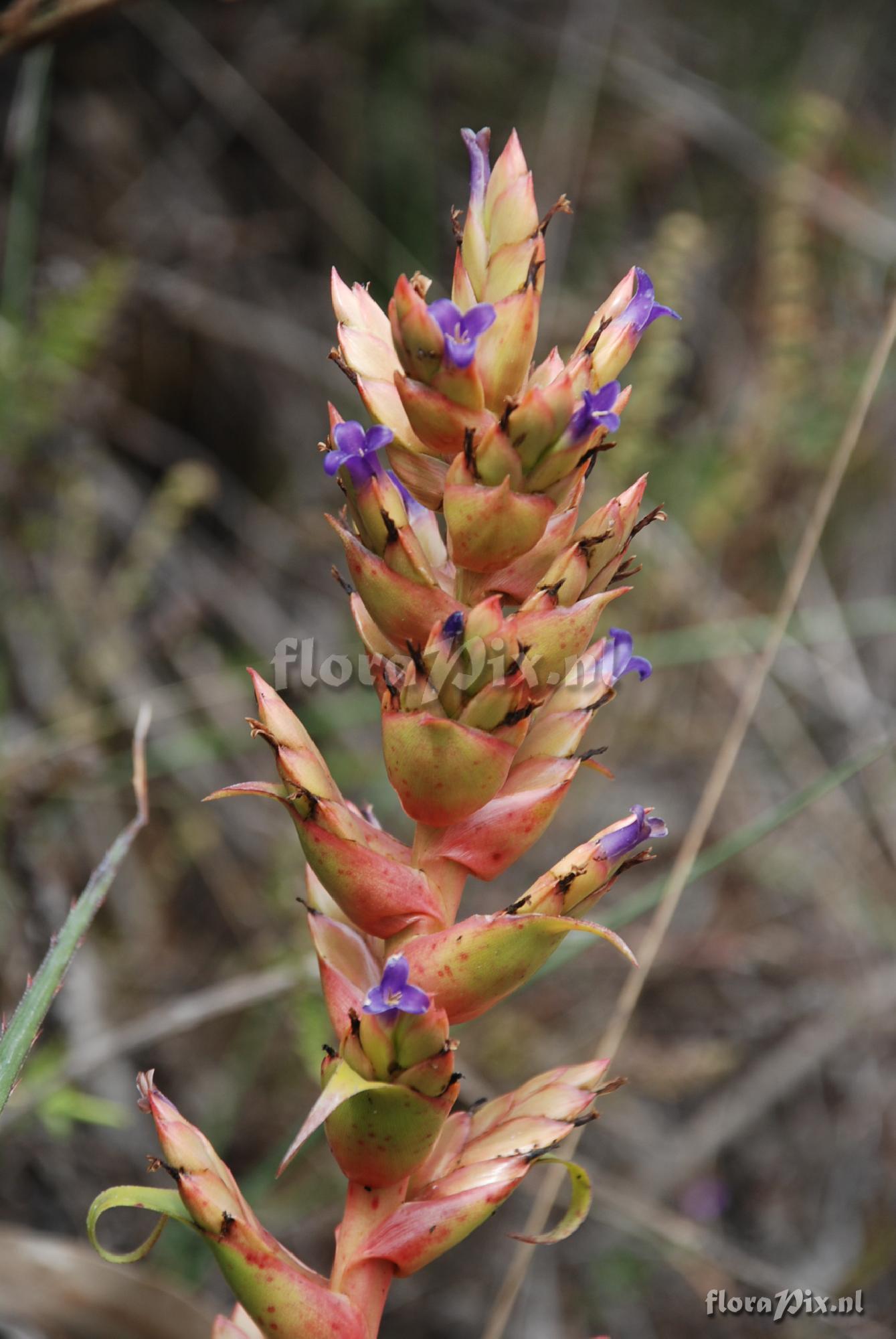 Tillandsia sp.