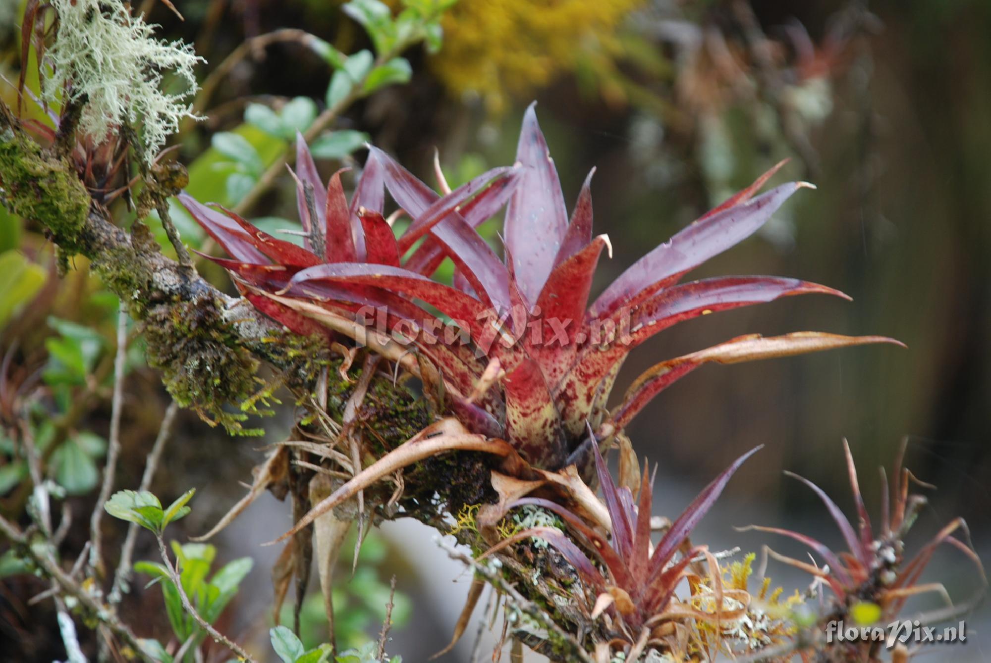 Tillandsia ionochroma