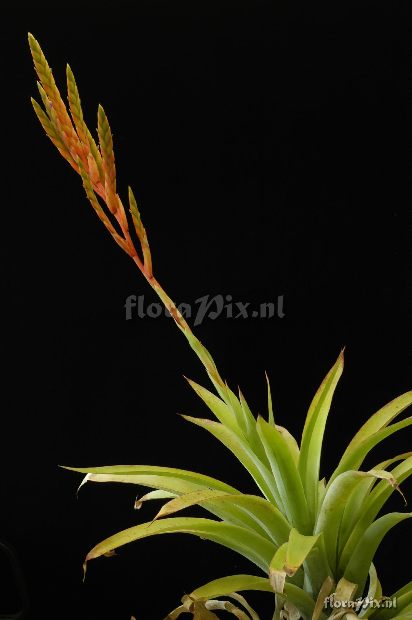 Tillandsia reversa