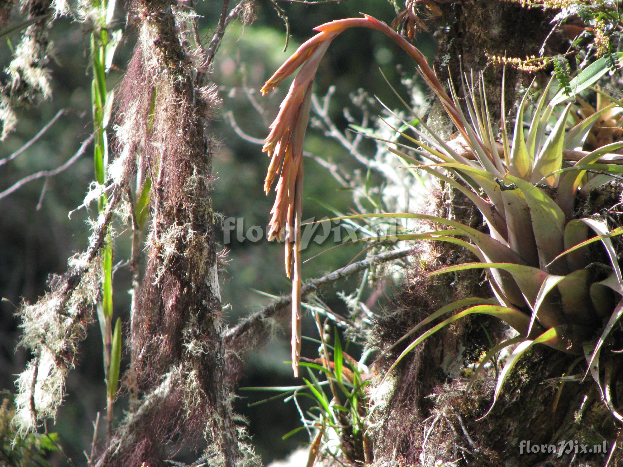 Tillandsia patula Mez