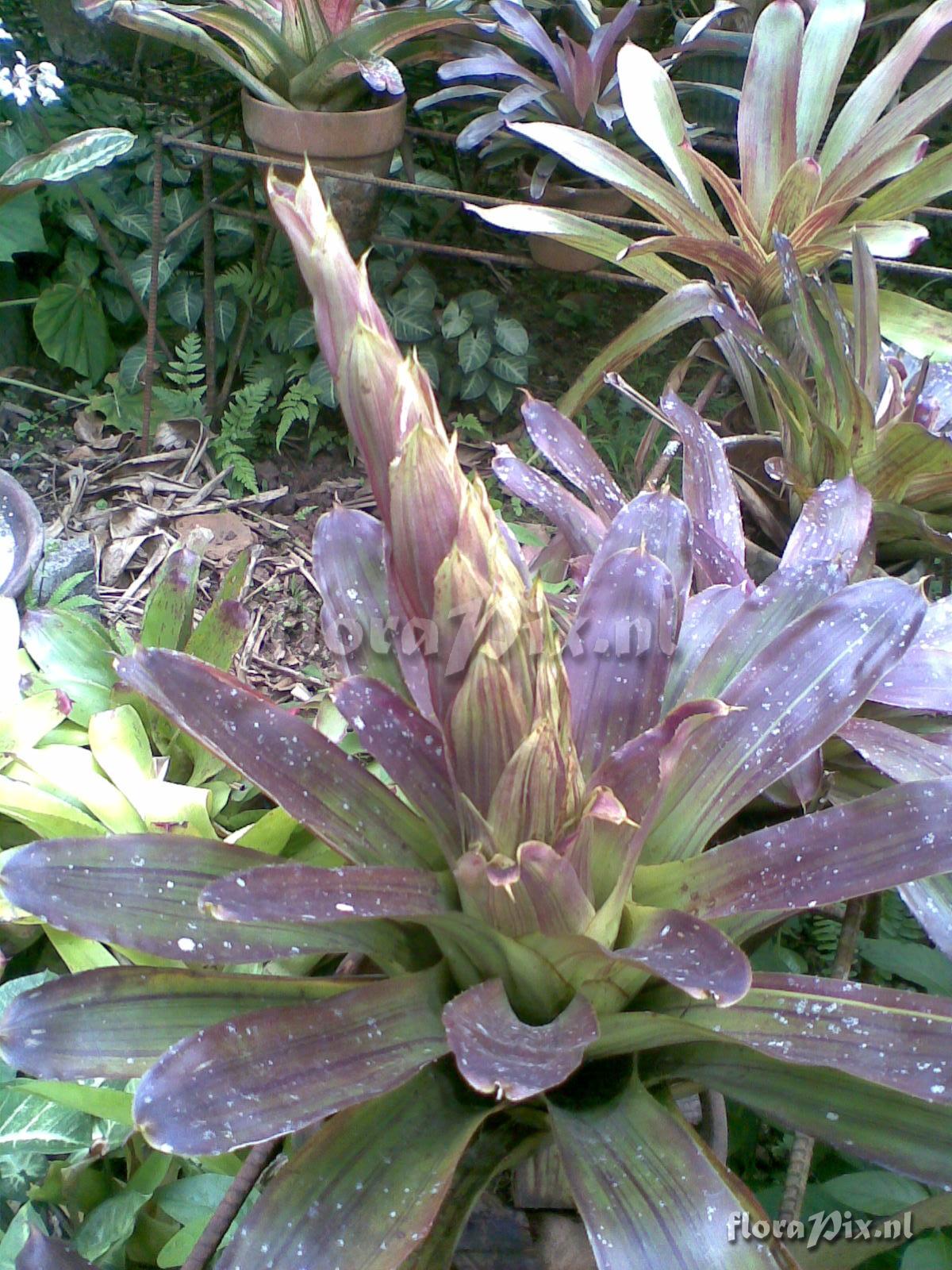 Neoregelia spec.