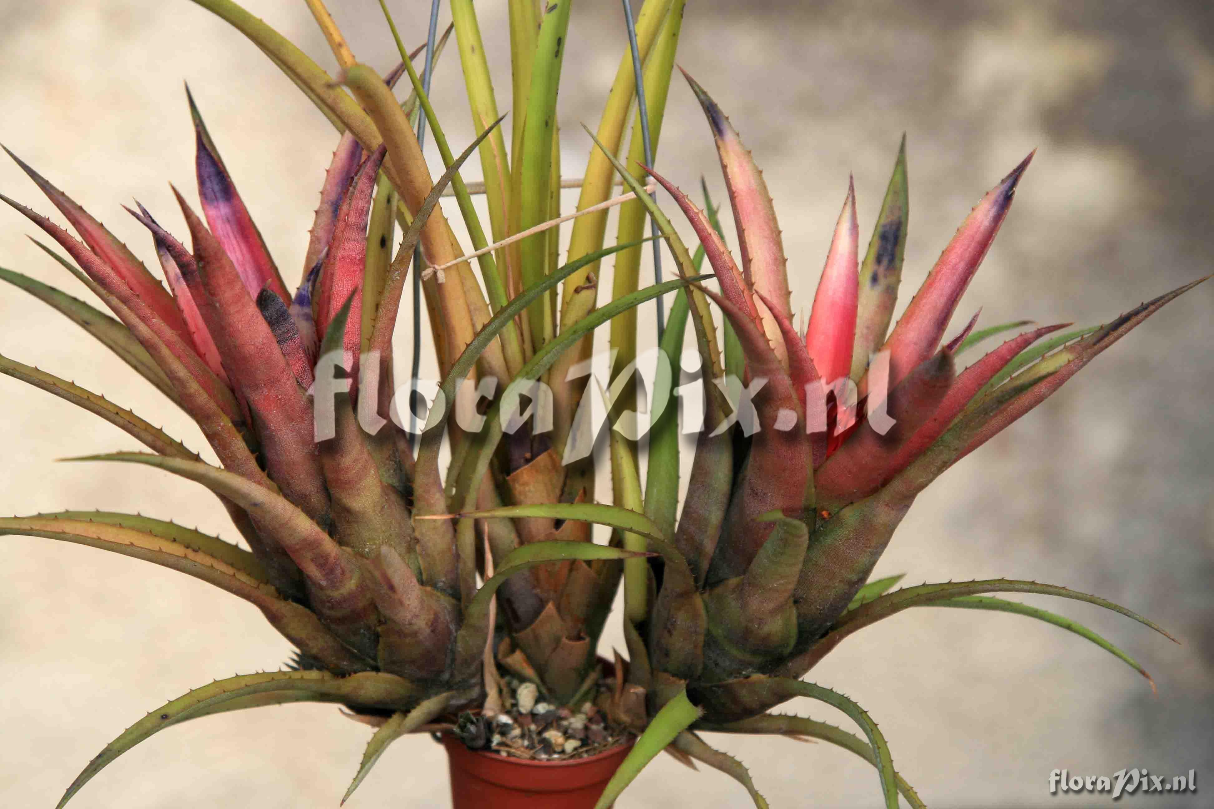 Aechmea recurvata s. l.