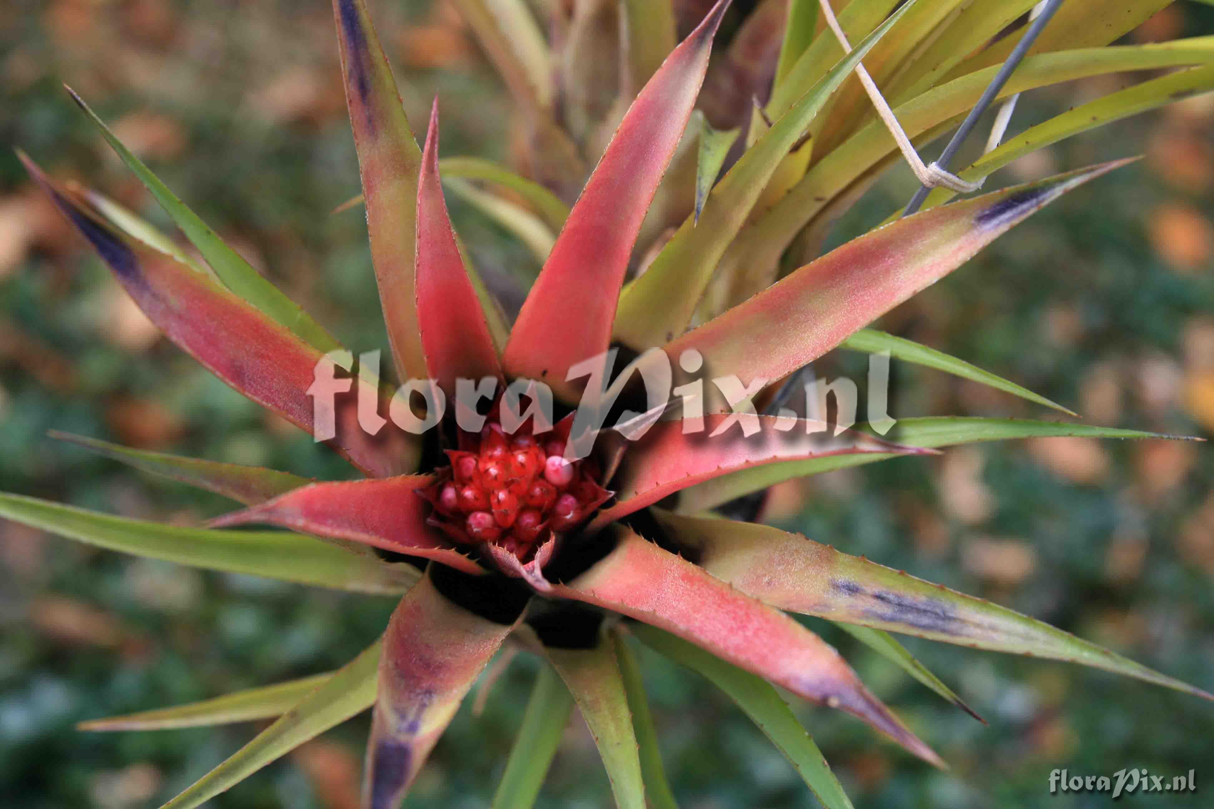 Aechmea recurvata s. l.