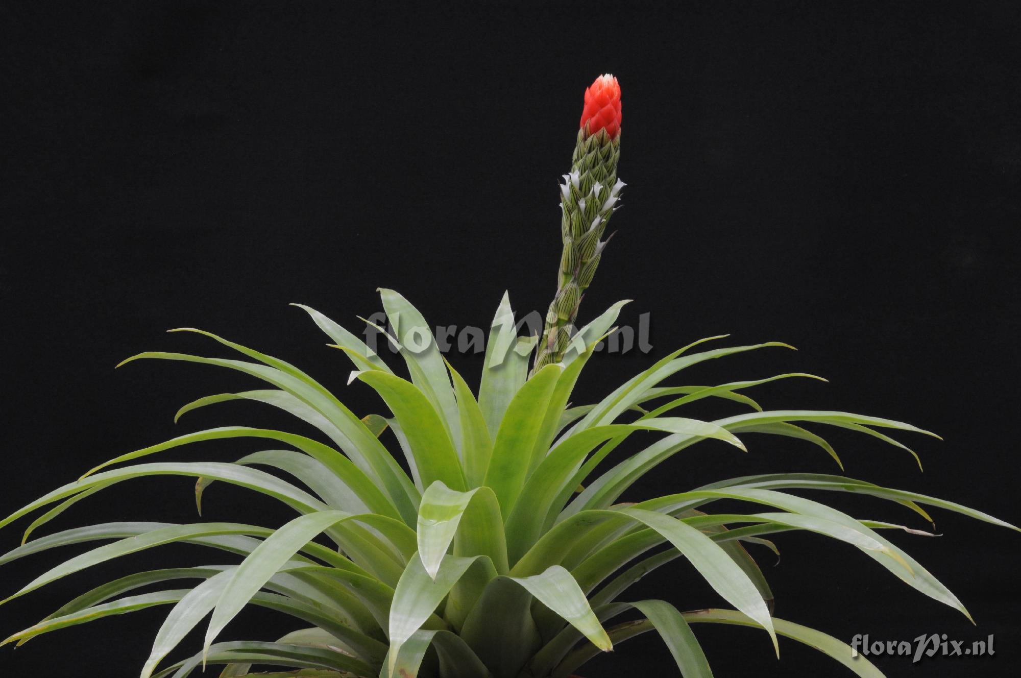 Guzmania monostachia