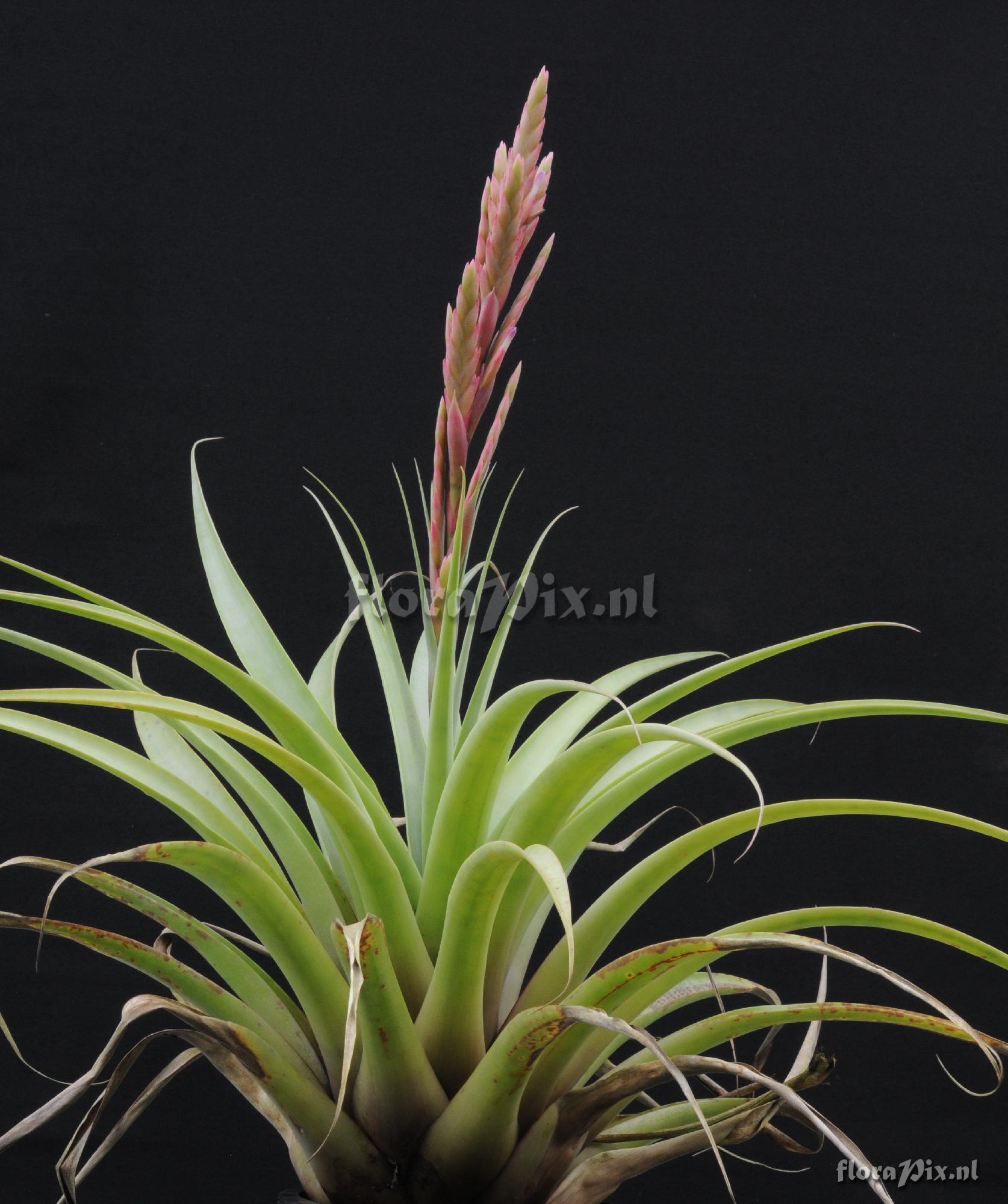 Tillandsia sp.