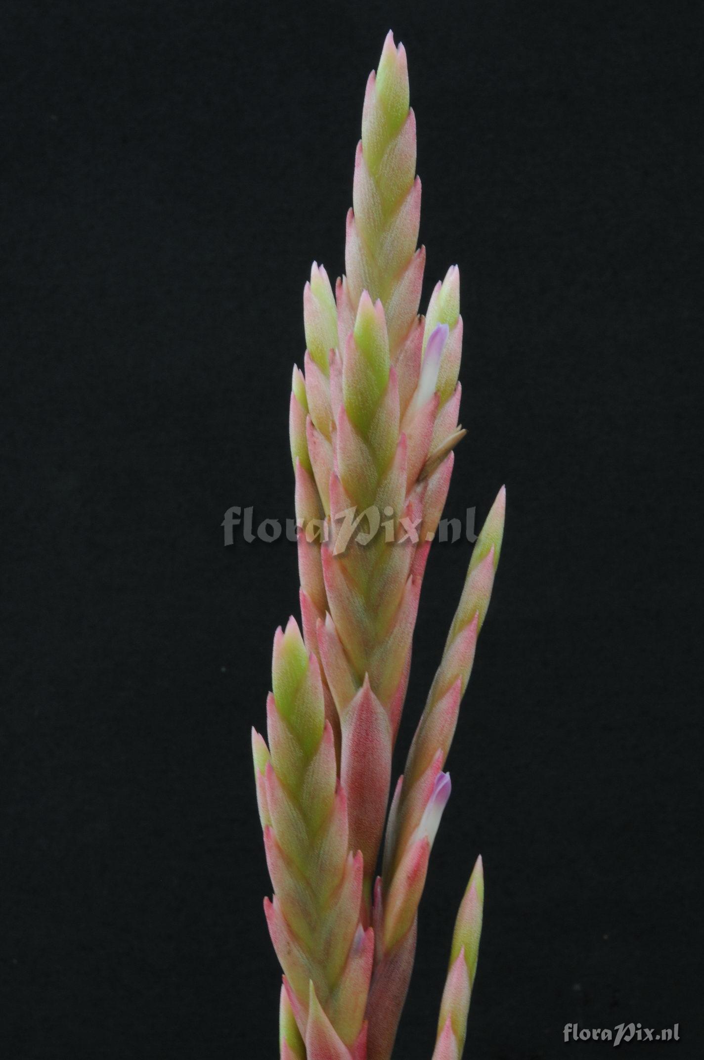 Tillandsia sp.