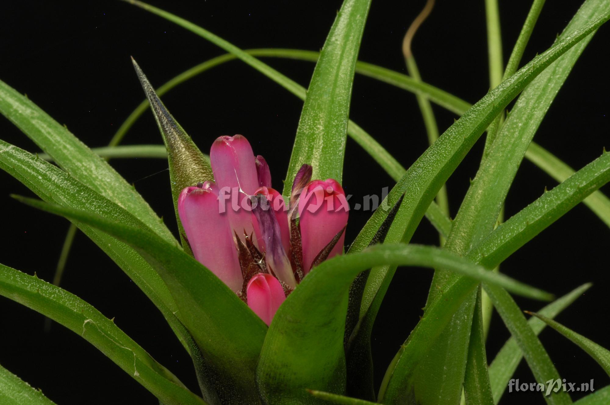 Aechmea recurvata var. benrathii