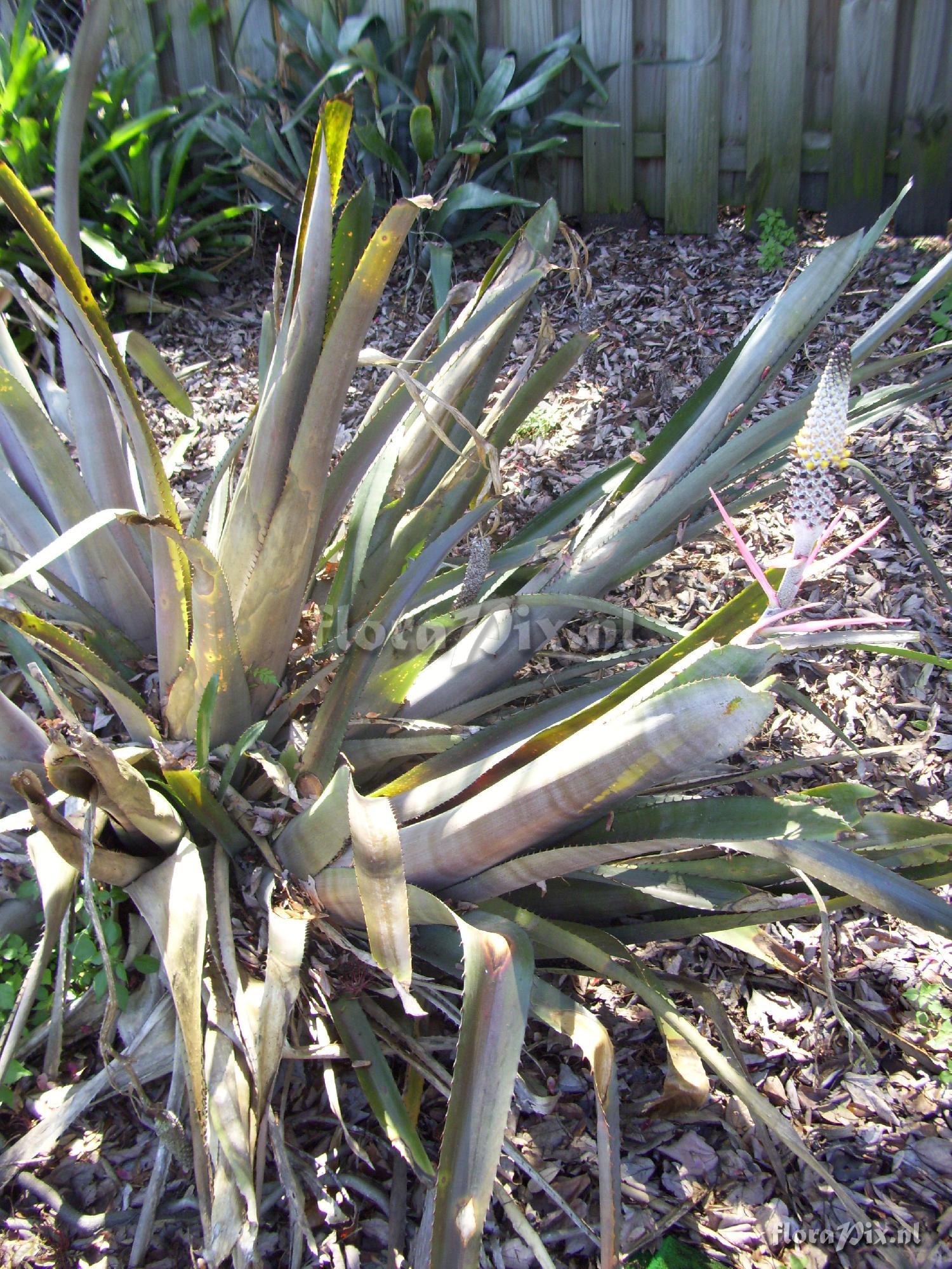 Aechmea bromeliifolia