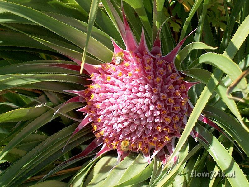 Ochagavia carnea