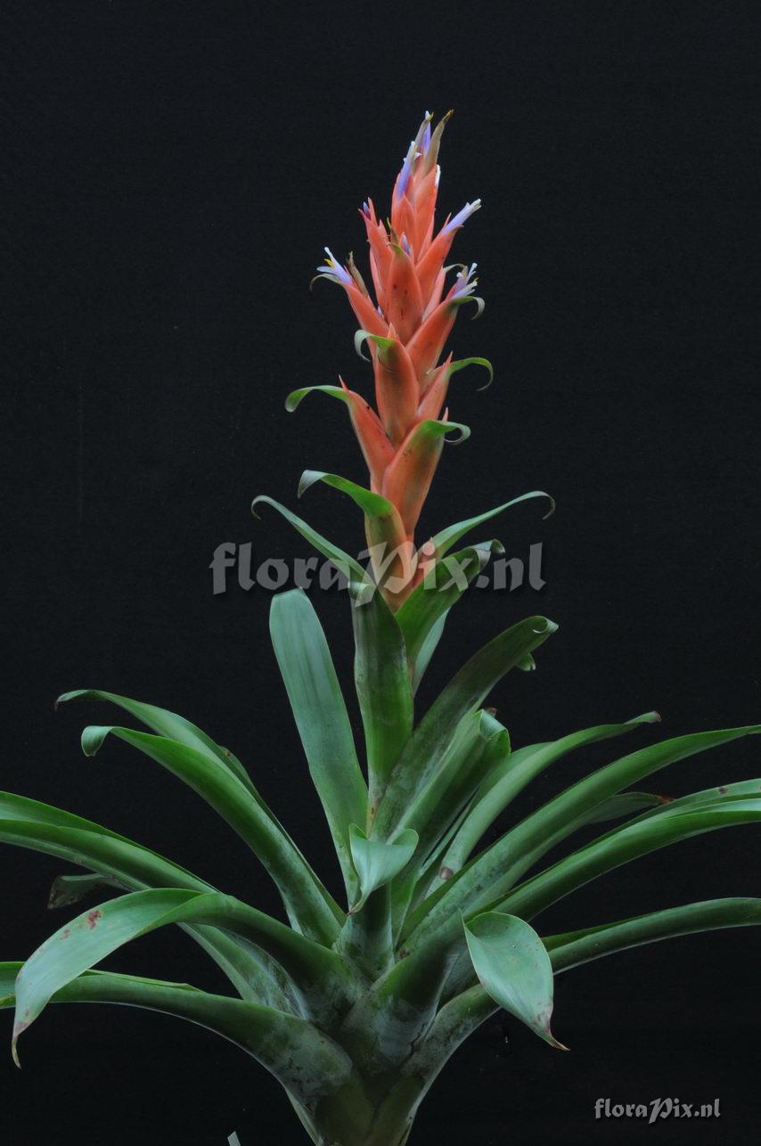 Tillandsia yunckeri