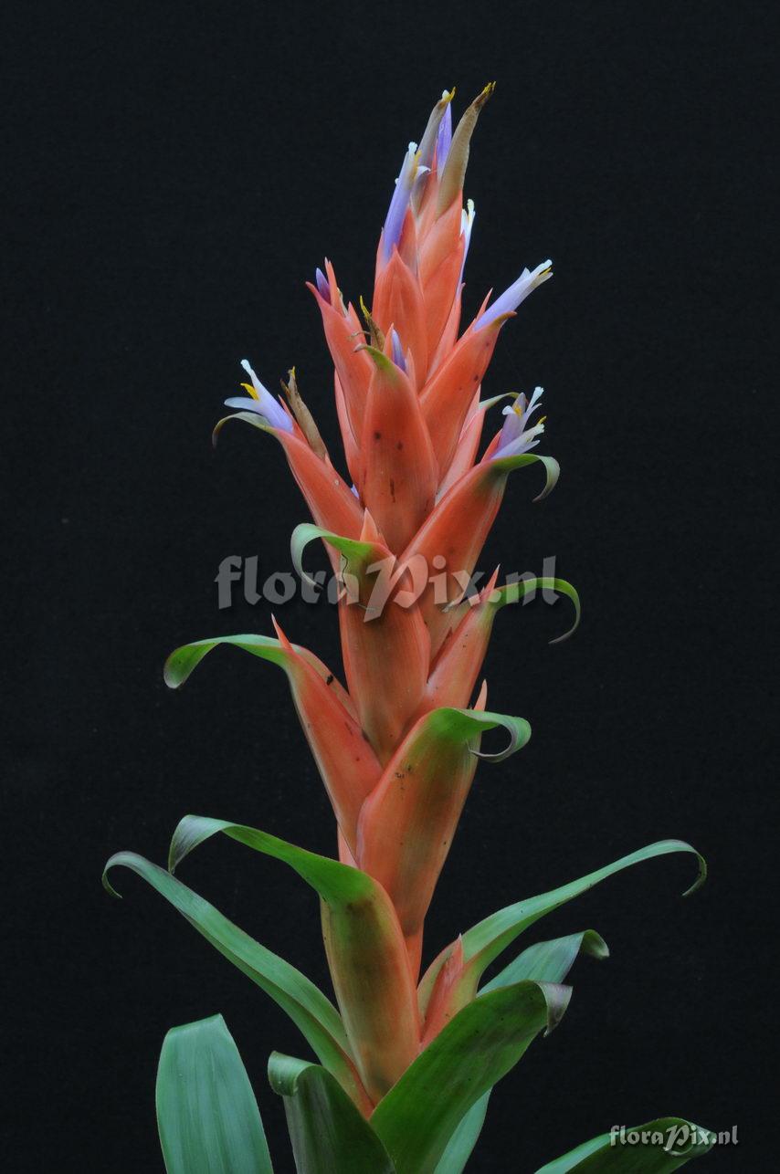 Tillandsia yunckeri