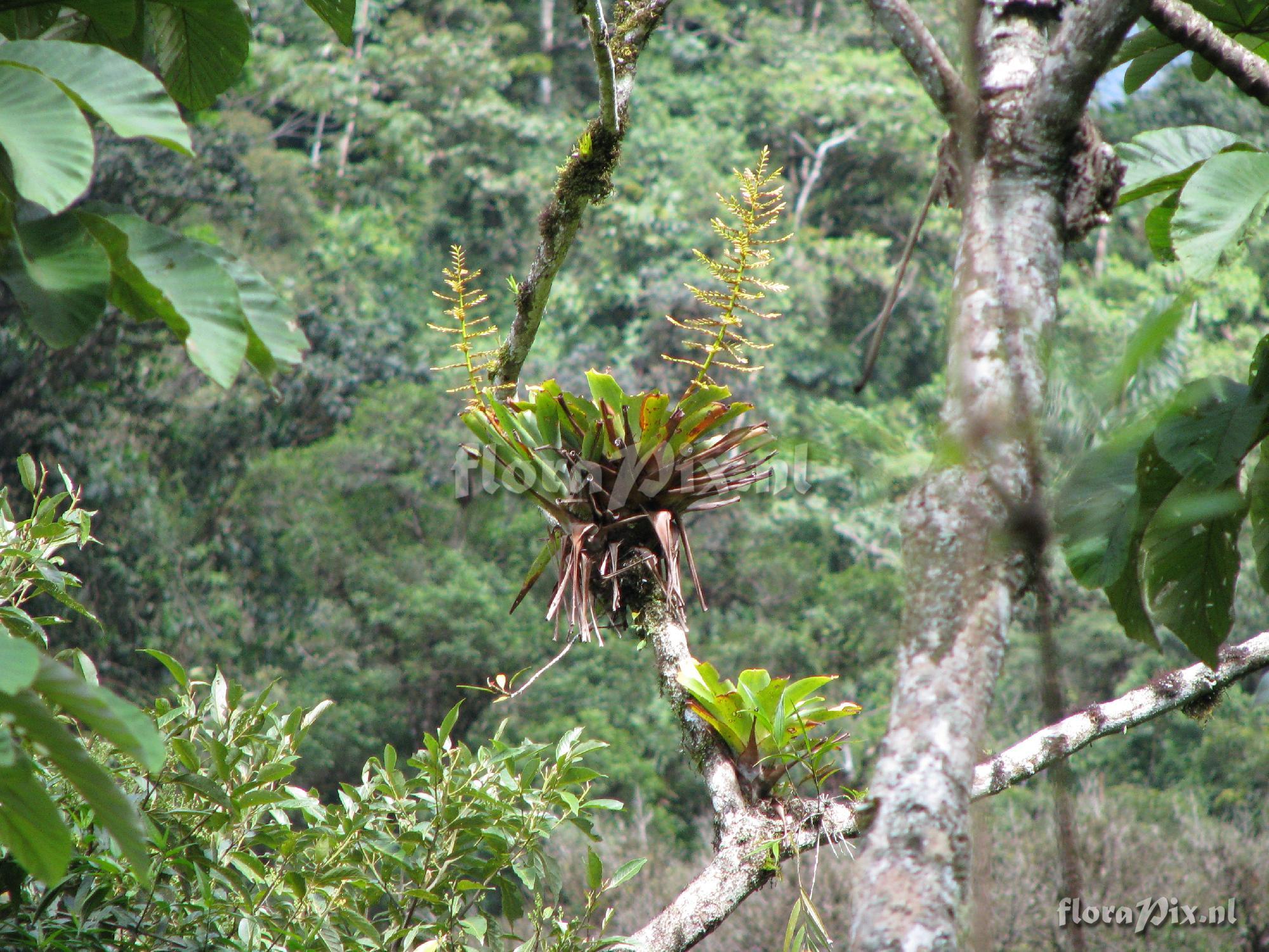 Tillandsia truncata