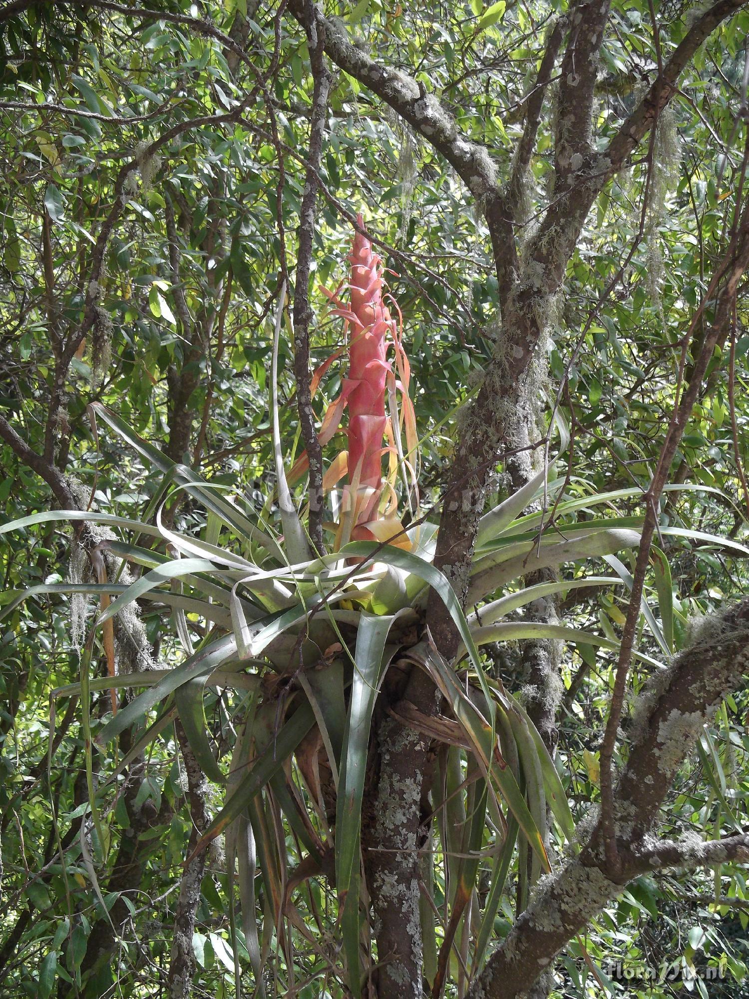 Tillandsia borealis