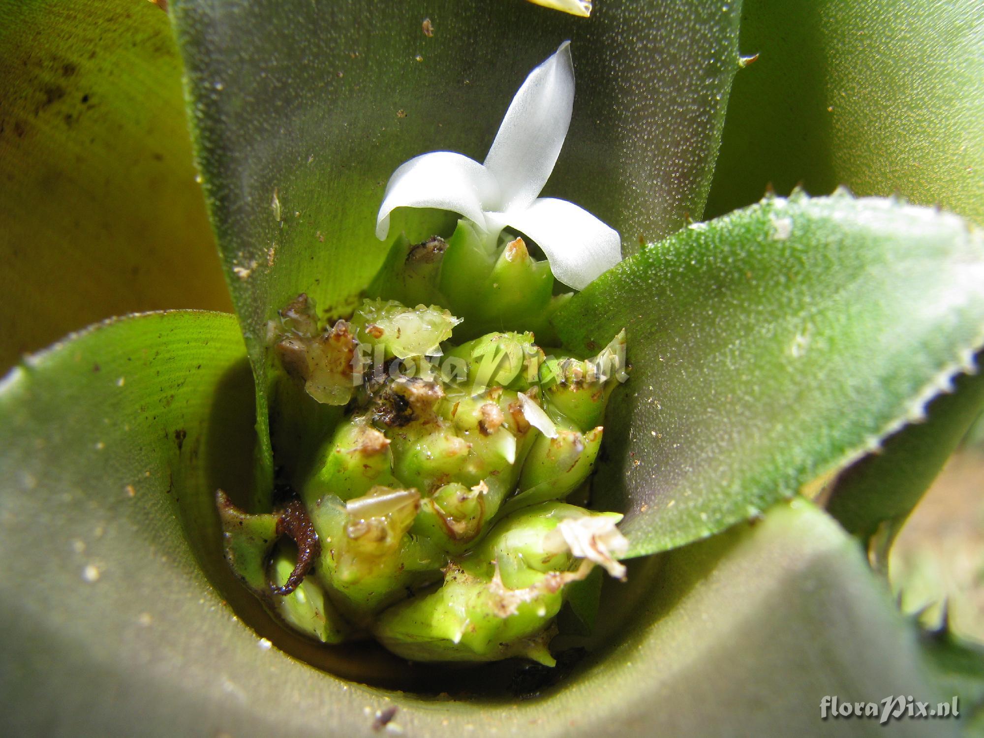 Neoregelia leviana