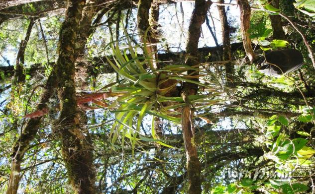 Tillandsia borealis