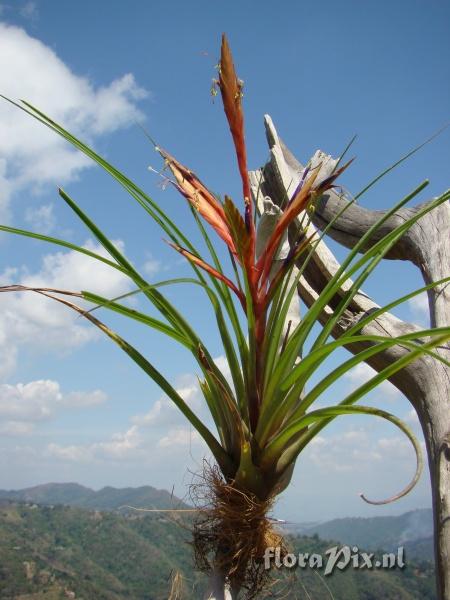 Tillandsia 