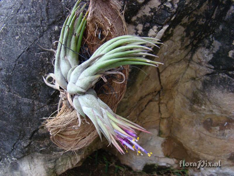 Tillandsia seleriana x ionantha