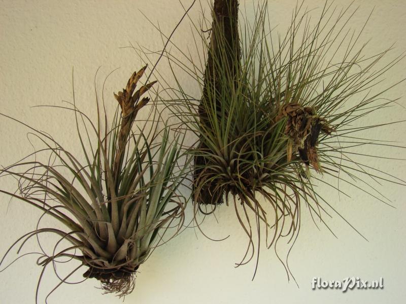 Tillandsia sp