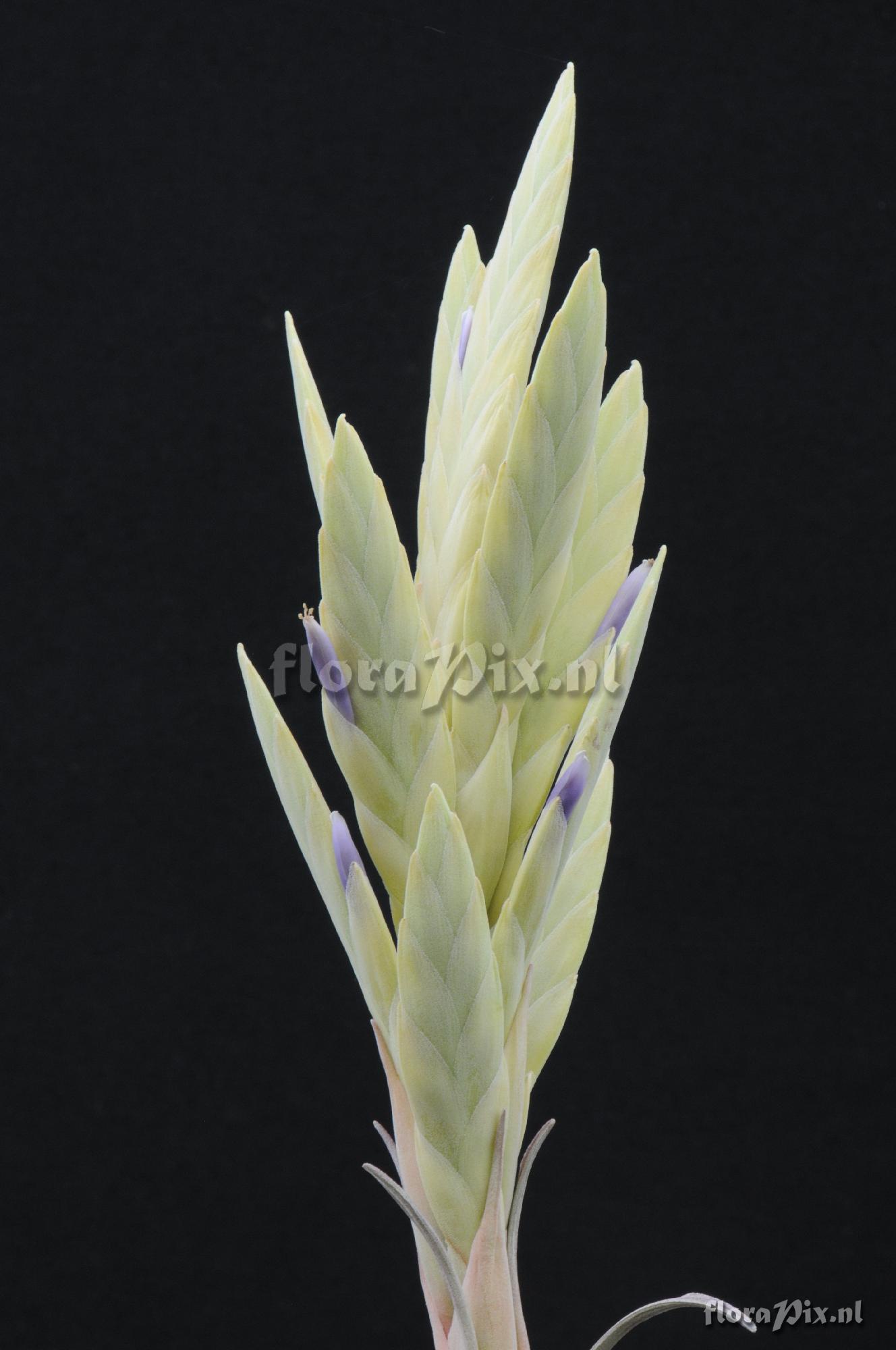 Tillandsia zacapanensis