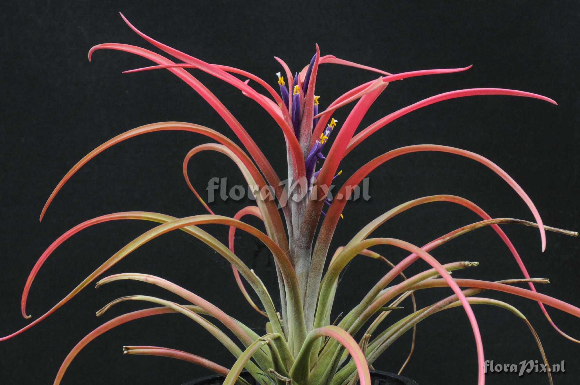 Tillandsia aff. capitata 