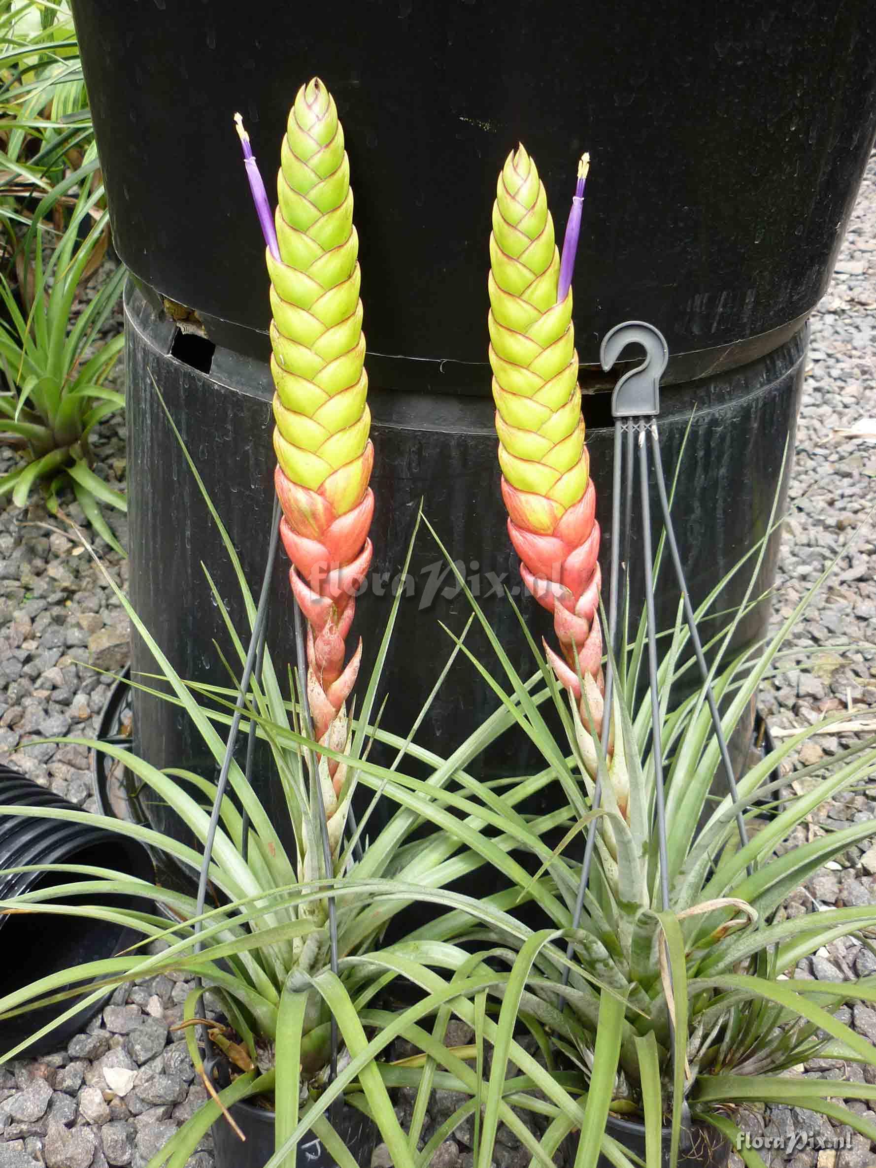 Tillandsia magnispica