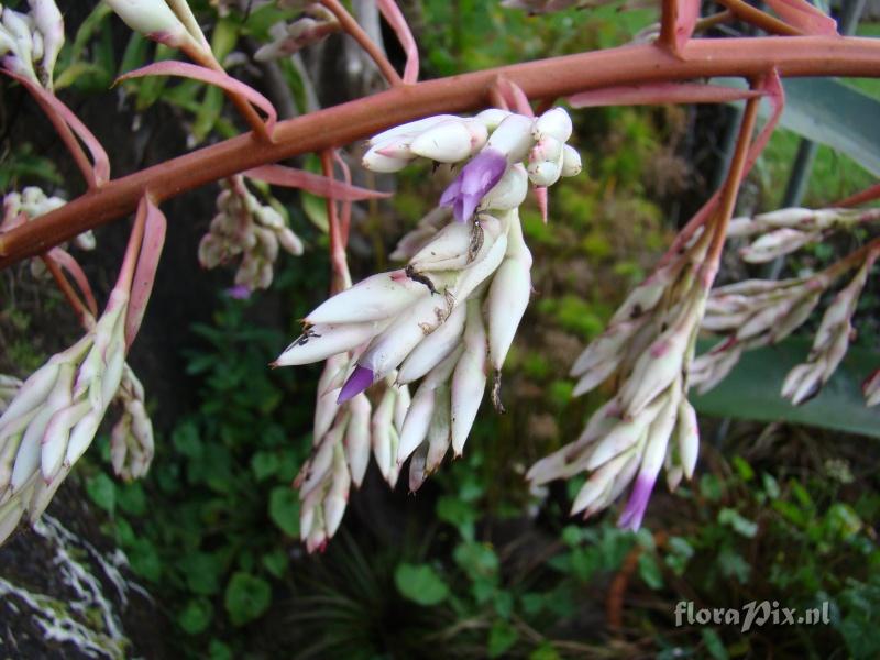 Aechmea sp