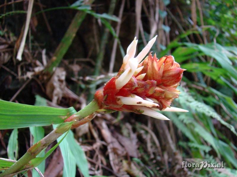 Pitcairnia altensteinii var minor