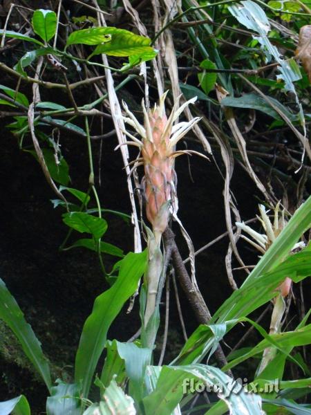 Pitcairnia altensteinii var gigantea ?