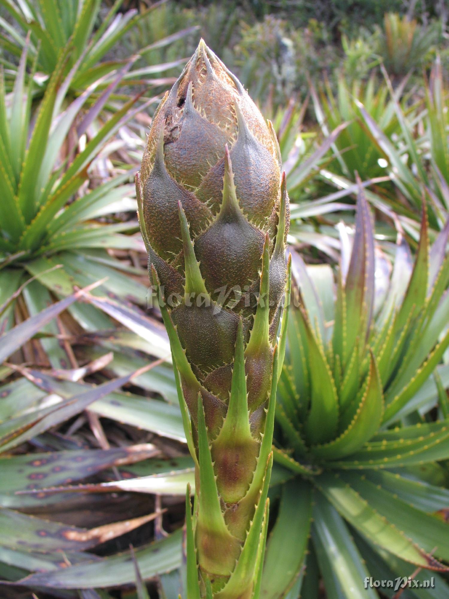 Puya 