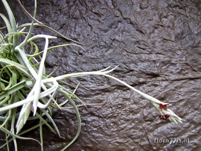 Tillandsia caliginosa