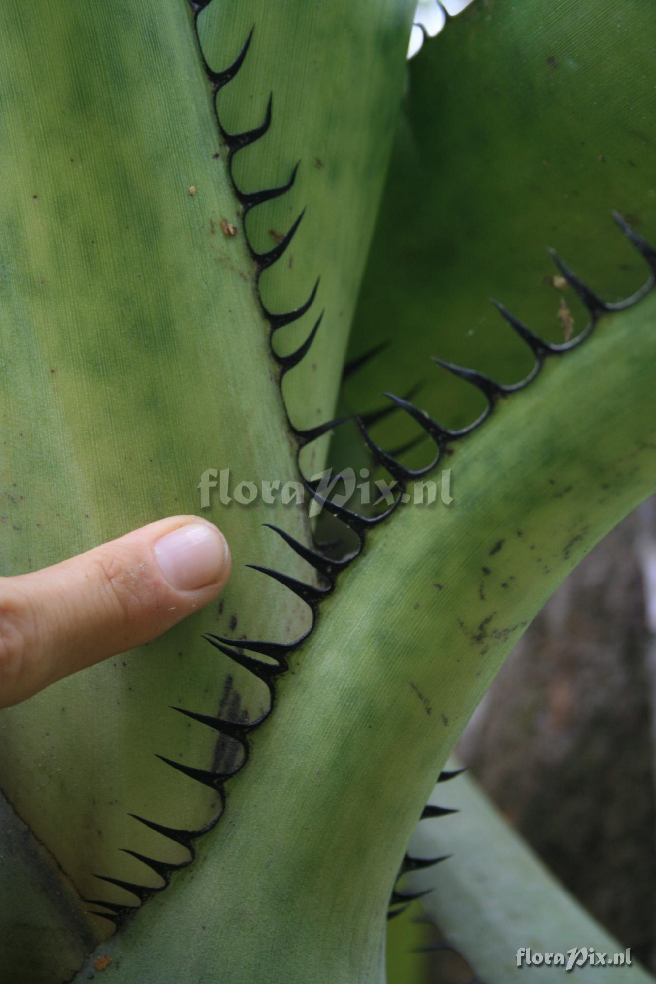 Aechmea setigera