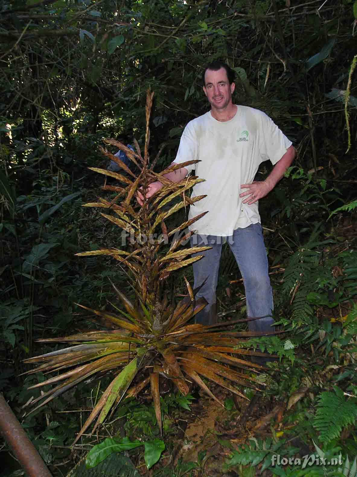 Tillandsia sp