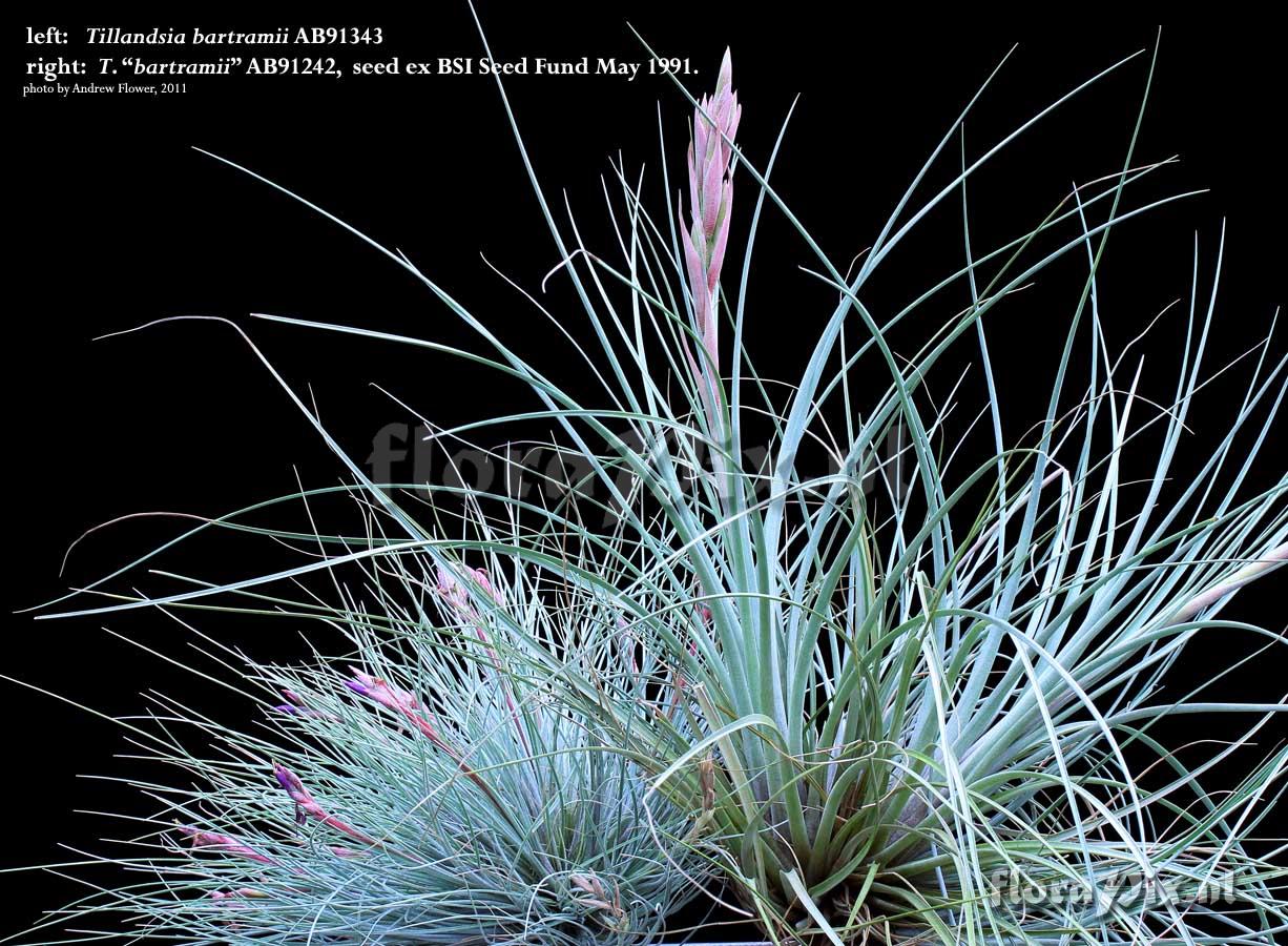 Tillandsia bartramii