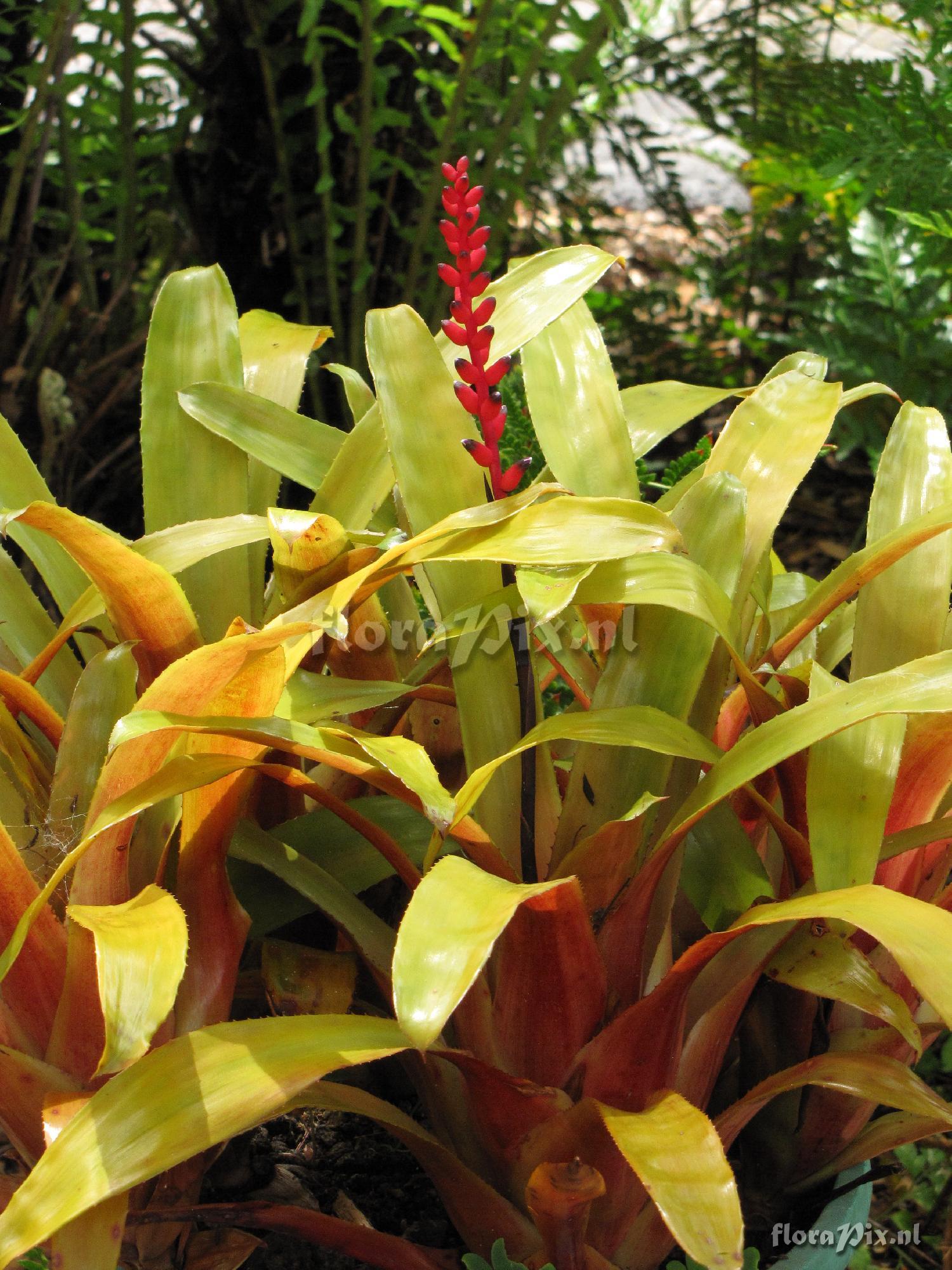 Aechmea victoriana var. discolor