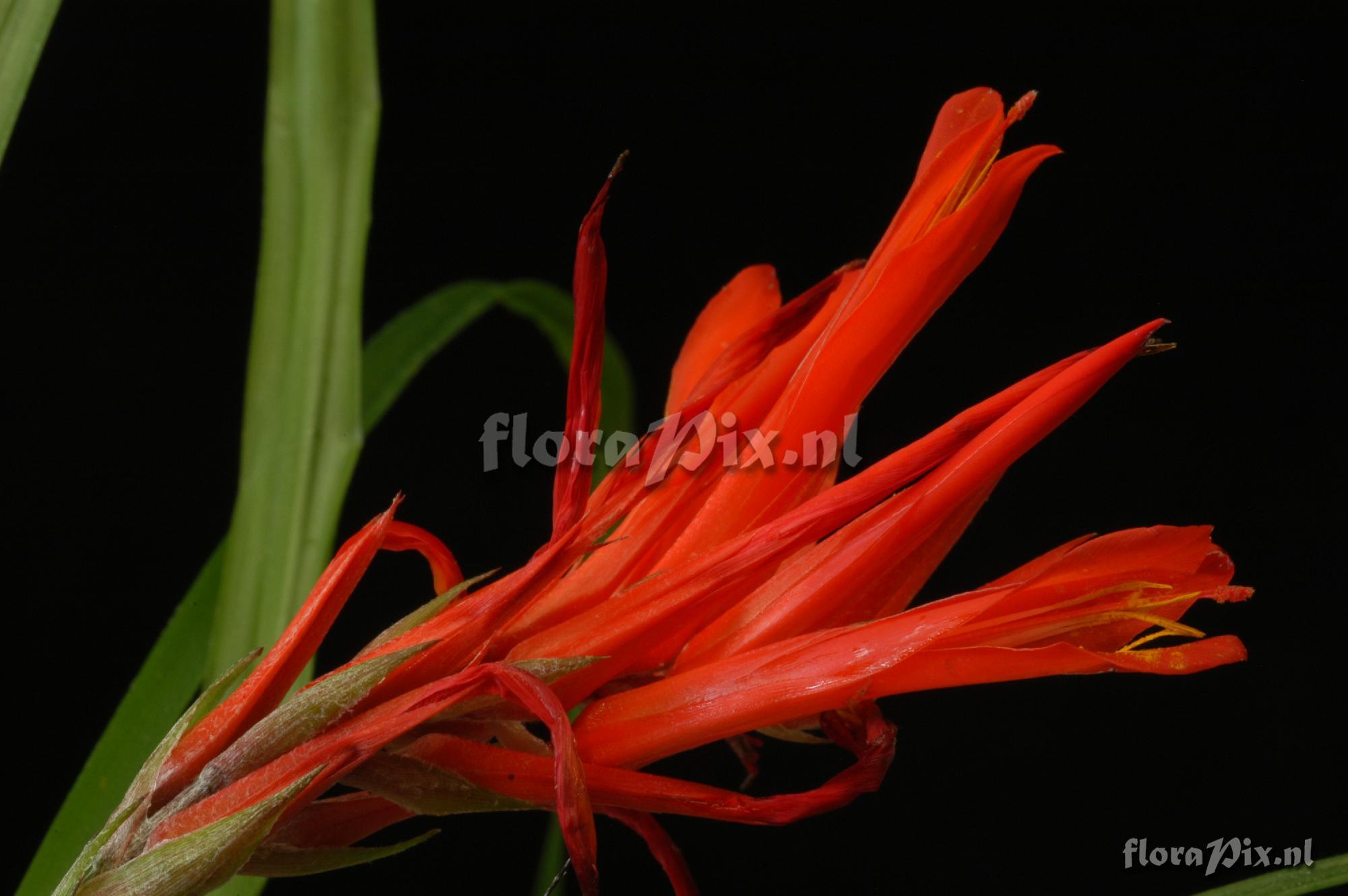 Pitcairnia aff. pungens