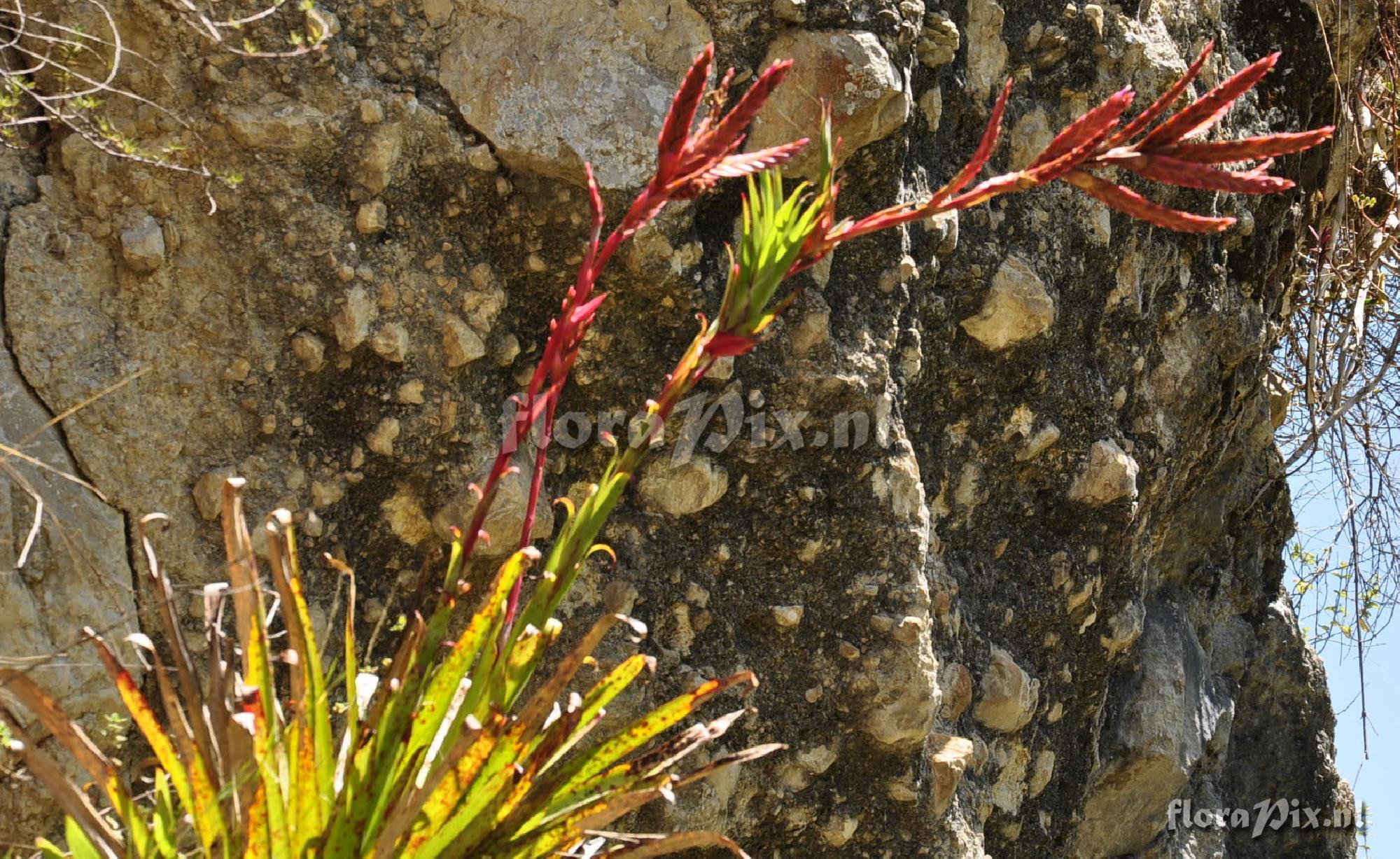 Tillandsia spec.