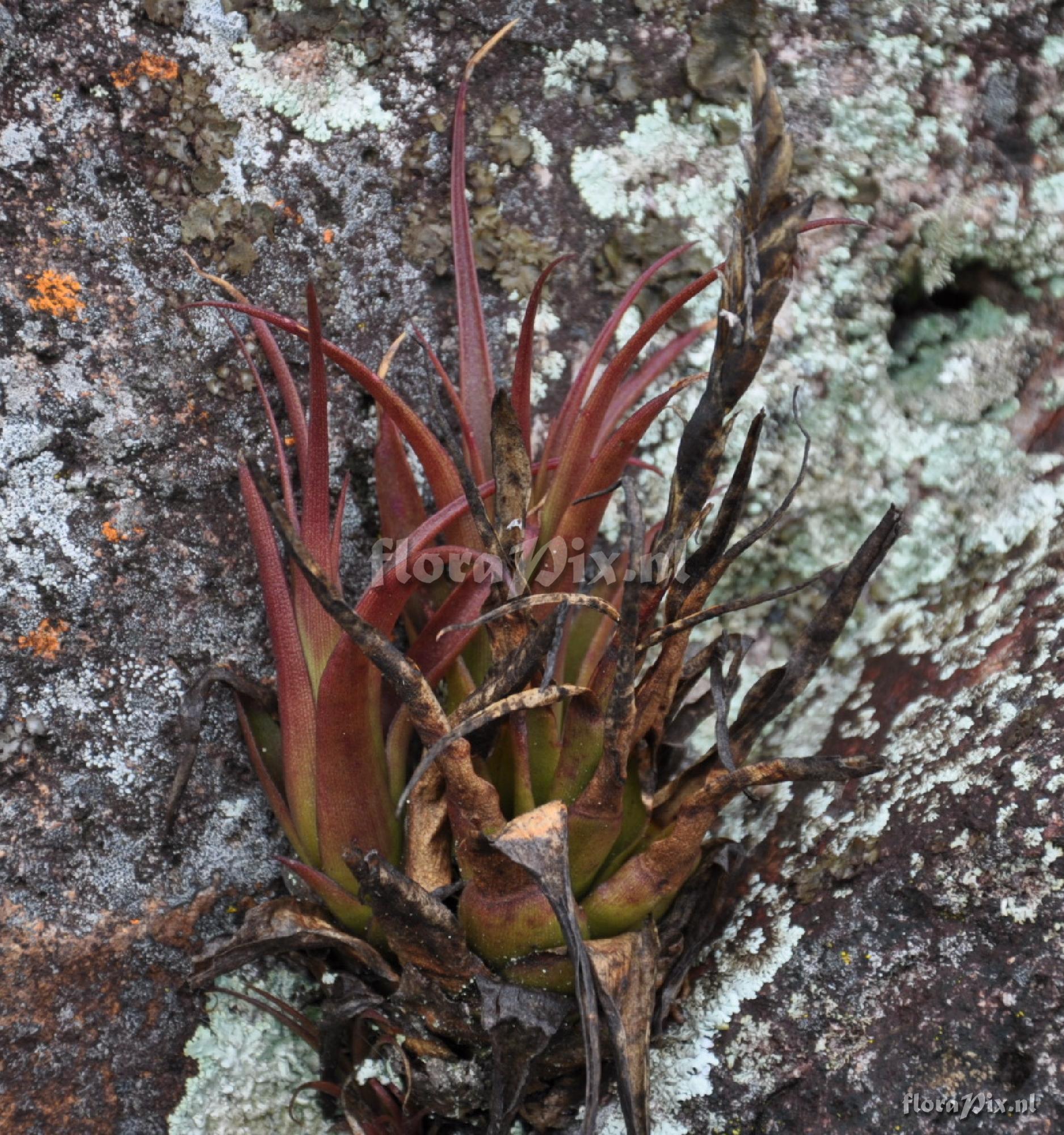 Tillandsia sp.