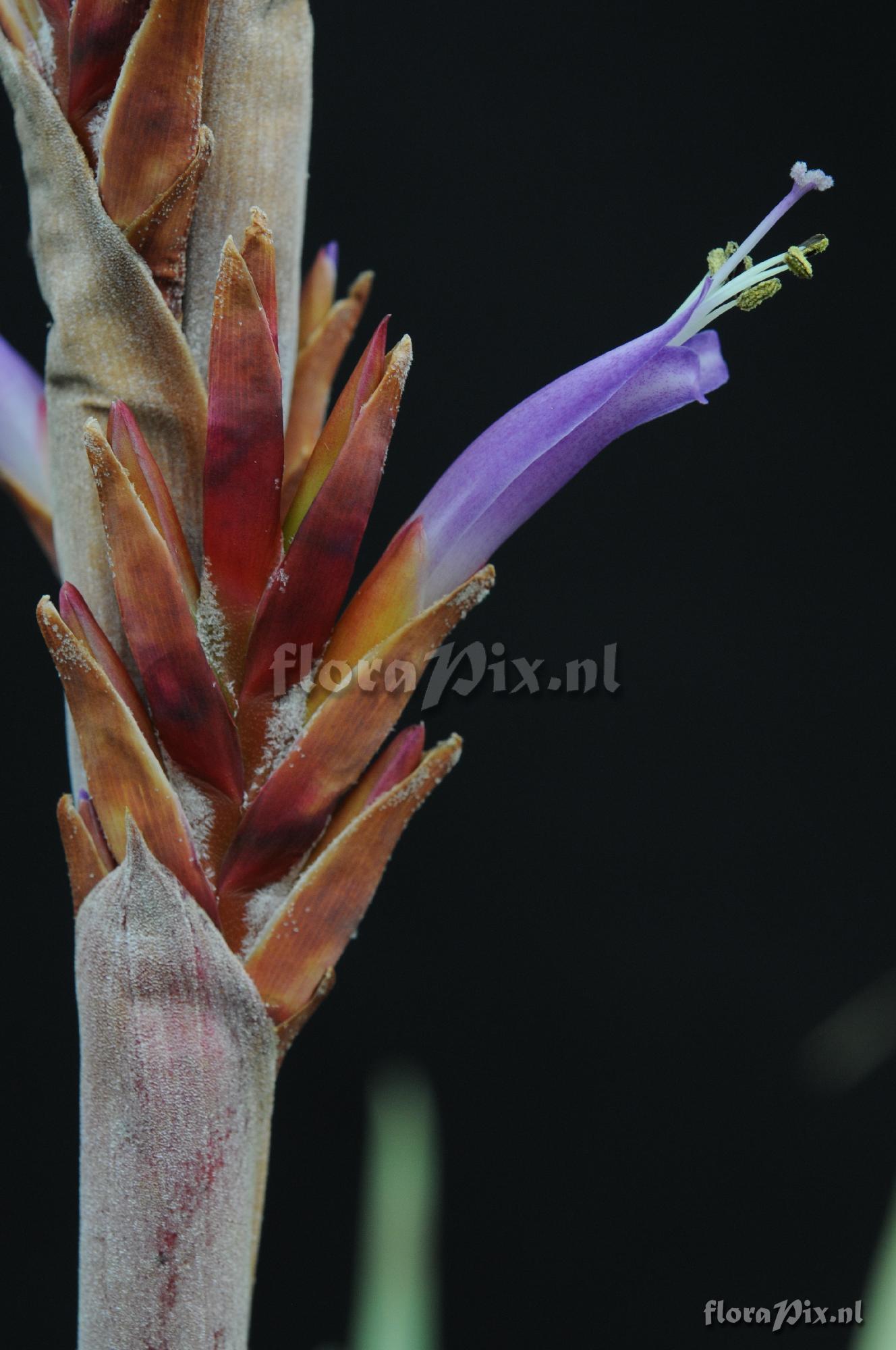 Tillandsia harmsiana