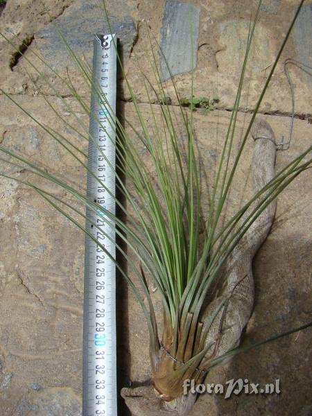 Tillandsia juncea