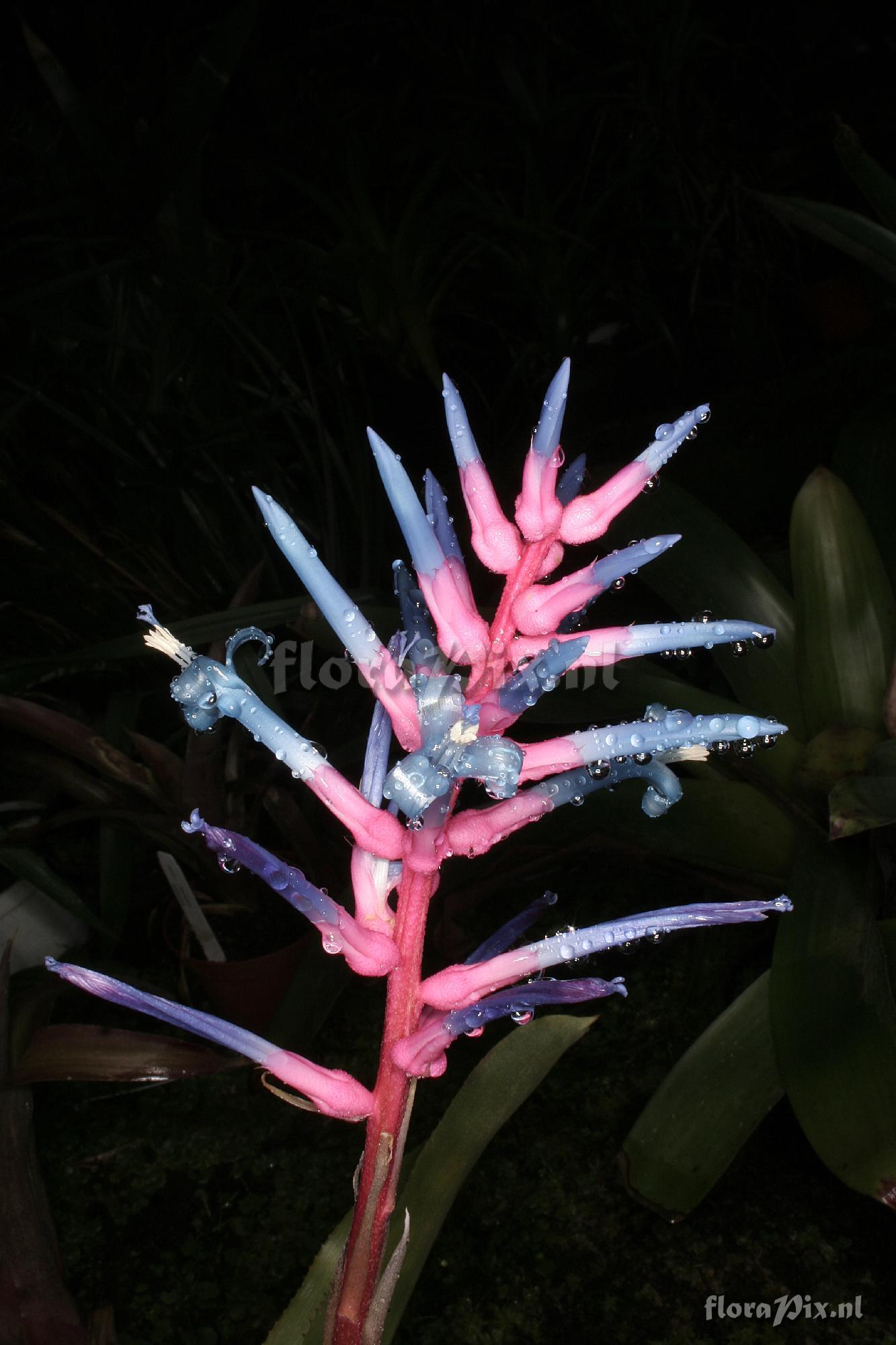 Aechmea drakeana