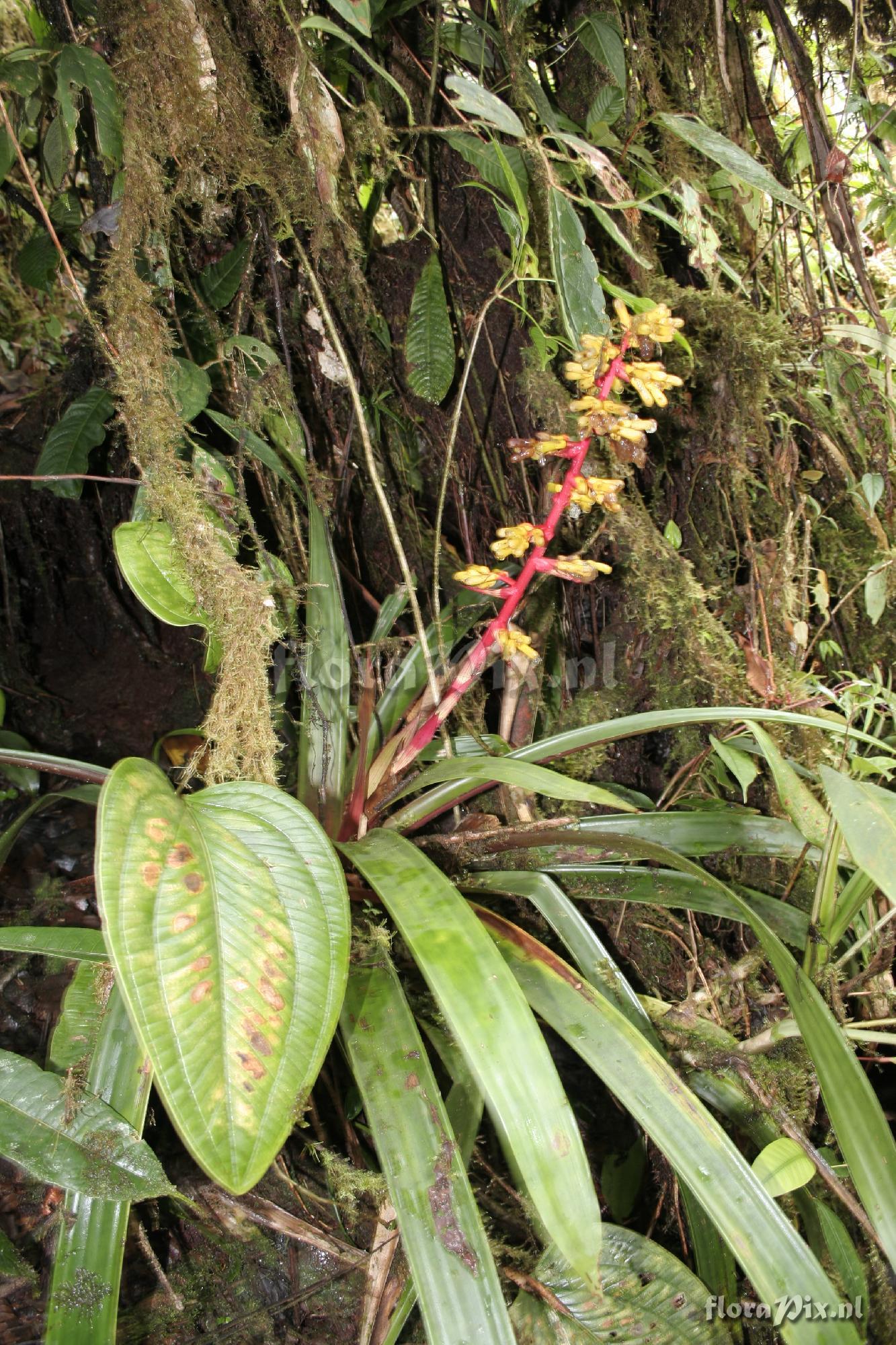 Guzmania testudinis