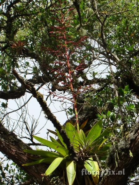 Tillandsia tovarensis