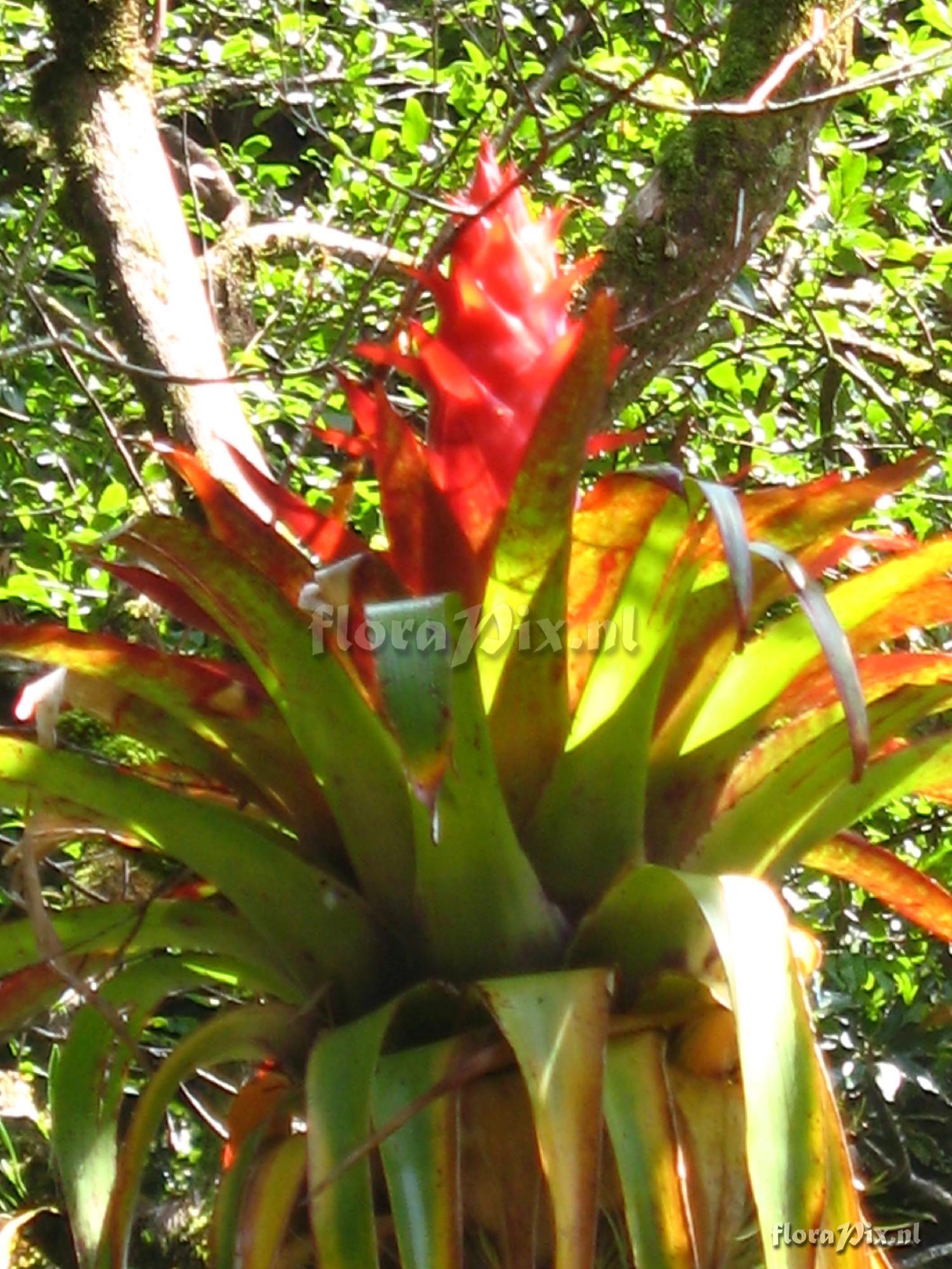 Tillandsia imperialis