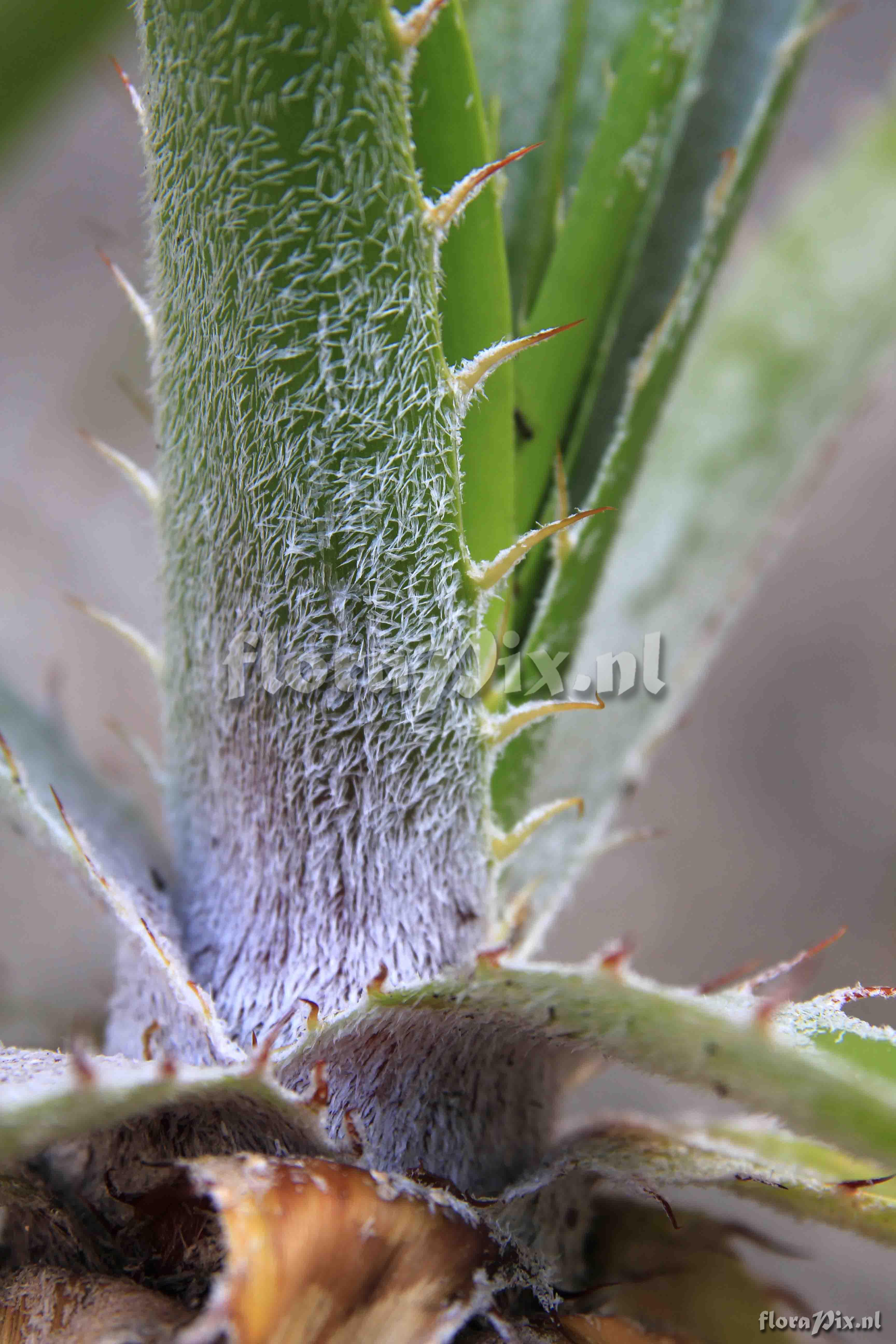 Puya sp. 