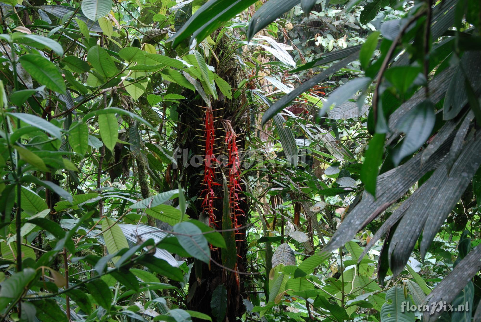 Pitcairnia stevensonii