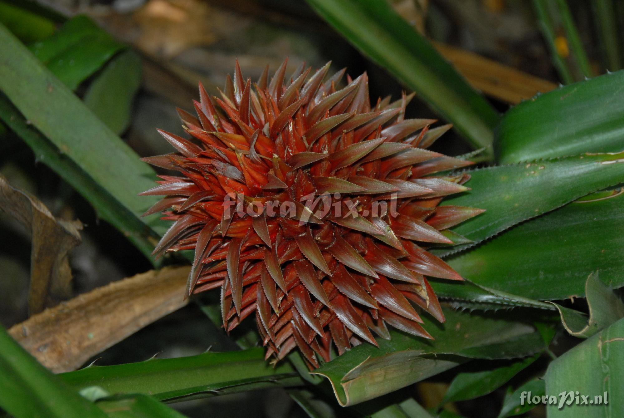 aechmea magdalenae