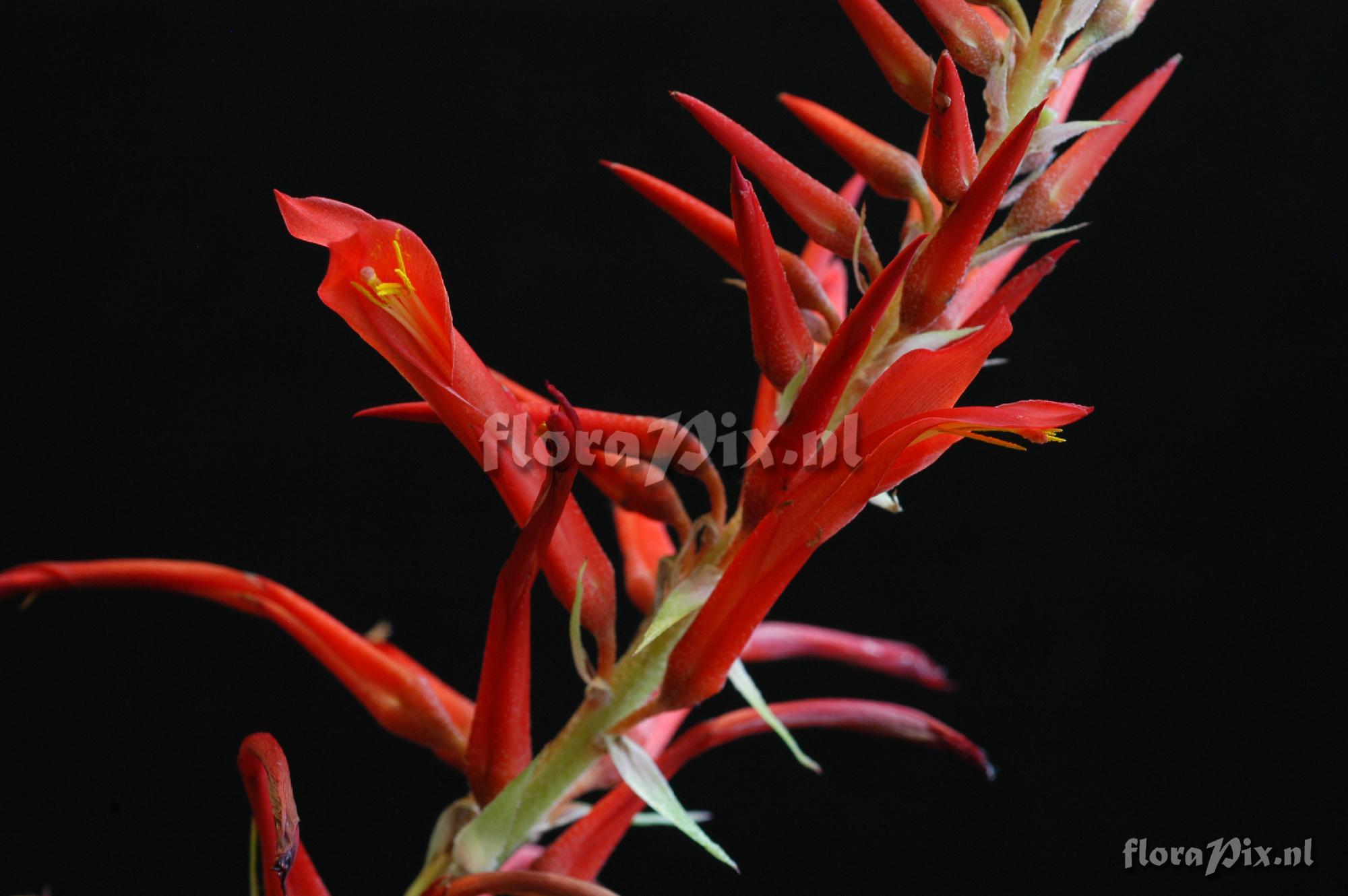 Pitcairnia spicata