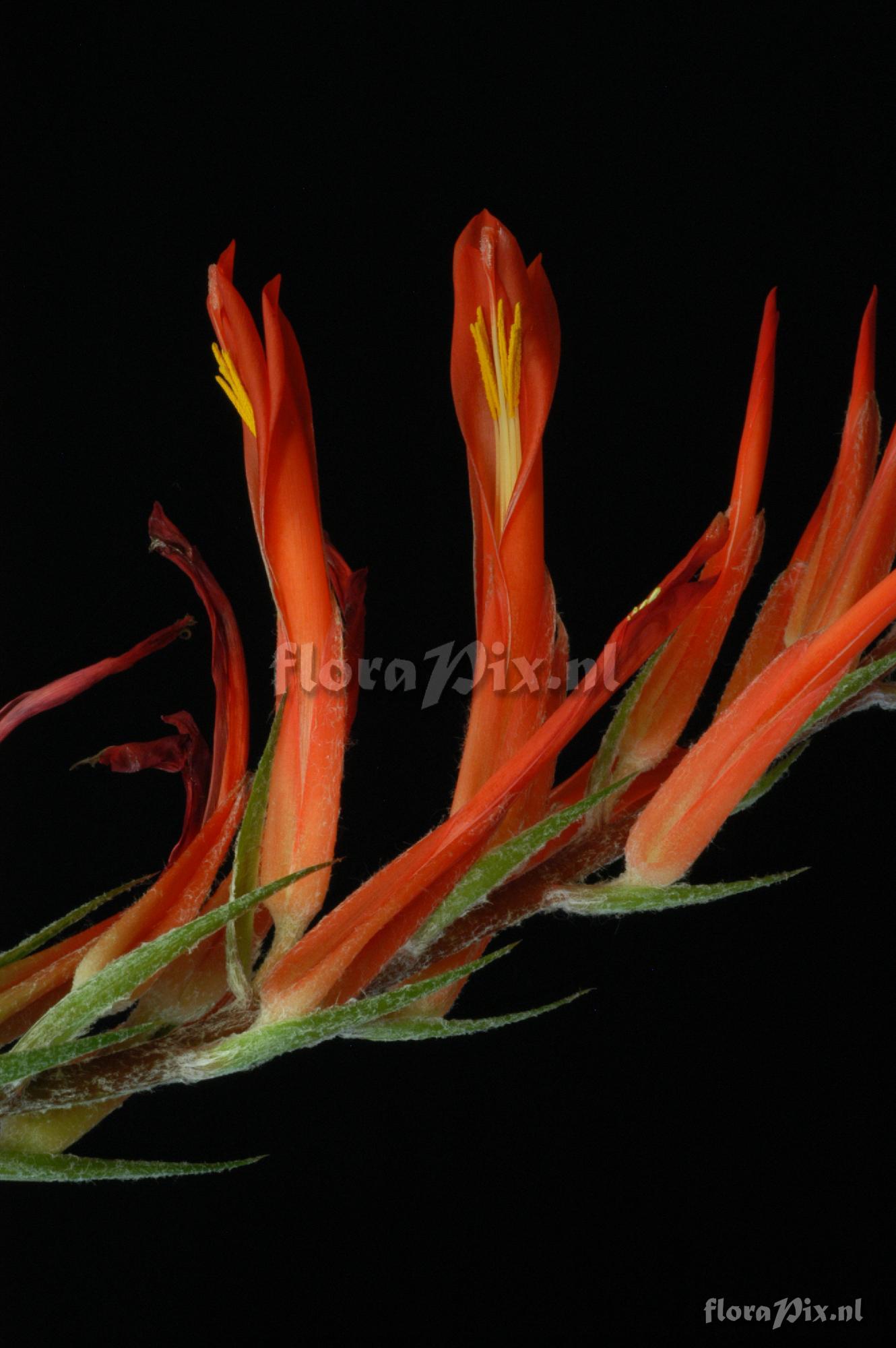 Pitcairnia bergii