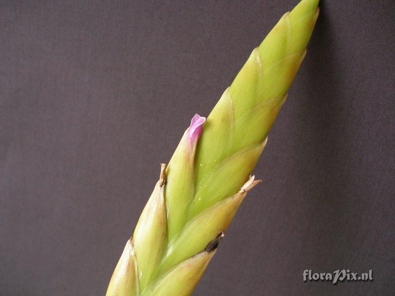 Tillandsia kauffmannii